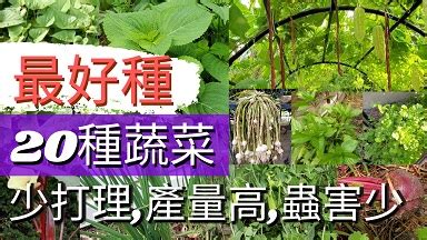 好種的蔬菜|最好種的20種懶人蔬菜/適合新手種植/高產，蟲害少，少打理/香。